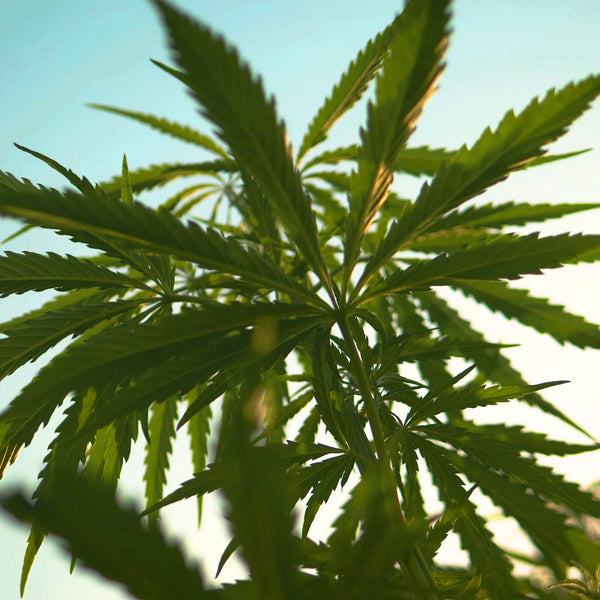 Cannabis image