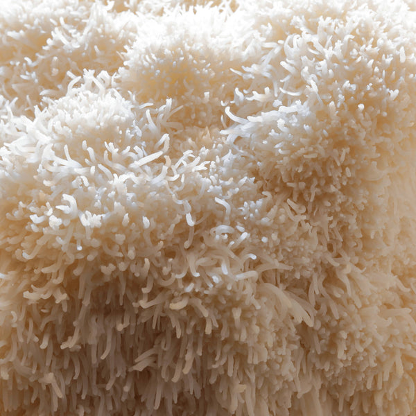 Lion's Mane image